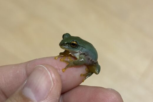 人の手に乗ったモリアオガエルの子ども