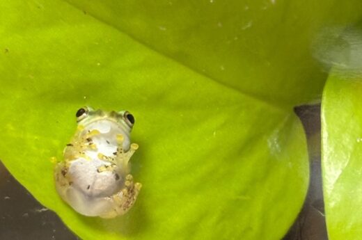 ガラスに張り付くモリアオガエルの子ども