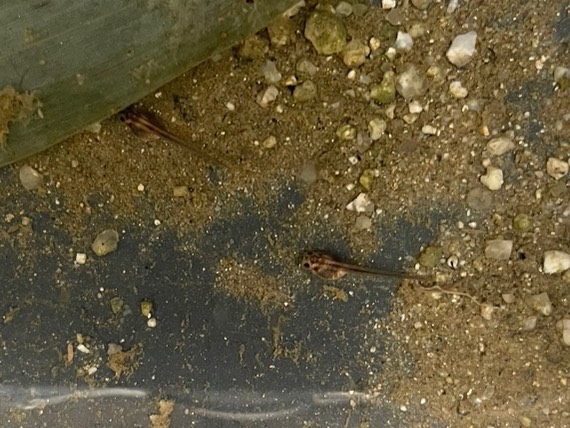 モリアオガエルのおたまじゃくし